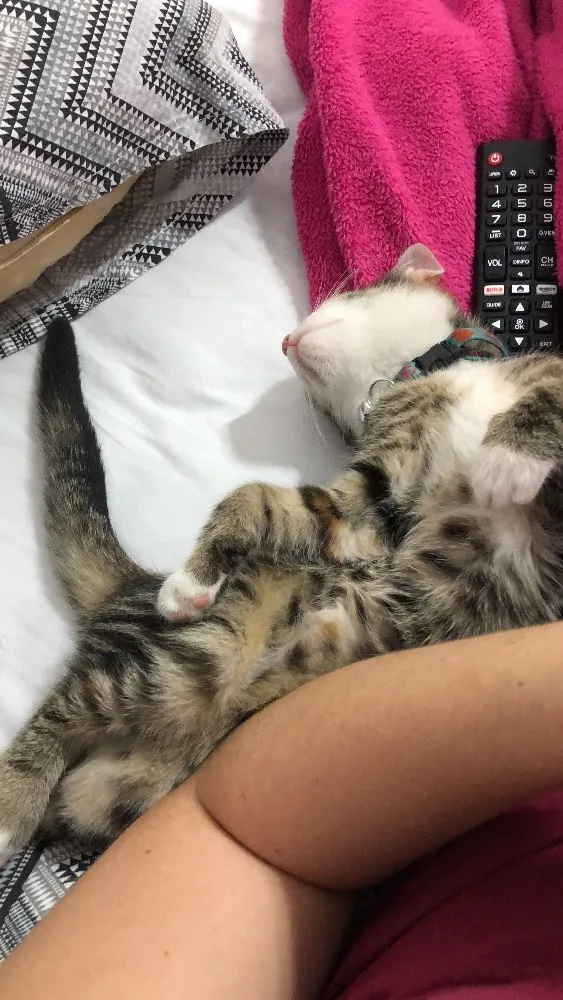 Gato ra a Vira-lata  idade 2 a 6 meses nome Sophia 