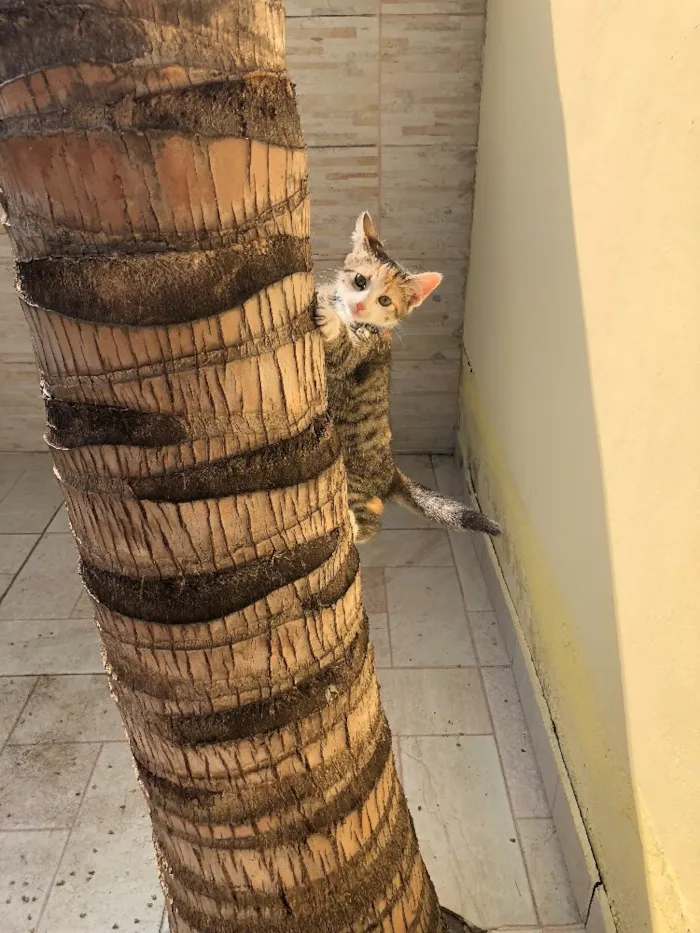 Gato ra a Vira-lata  idade 2 a 6 meses nome Sophia 
