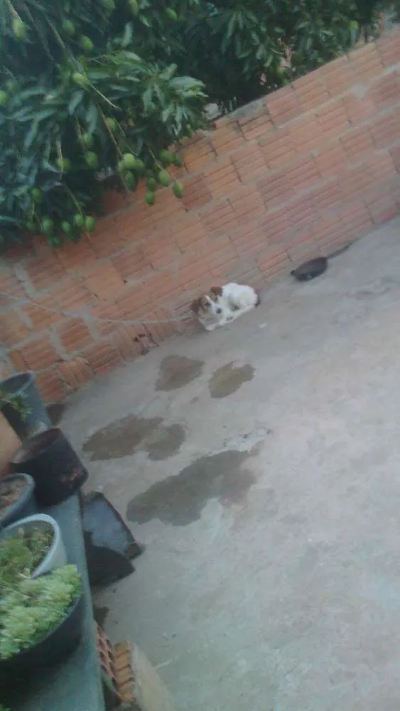 Cachorro raça Bace idade 1 ano nome Juju