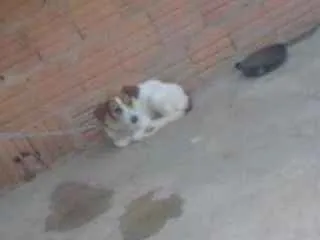 Cachorro raça Bace idade 1 ano nome Juju