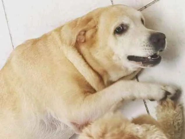 Cachorro raça Labrador idade 6 ou mais anos nome Bolota