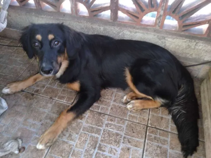 Cachorro ra a SRD idade 7 a 11 meses nome Minerva