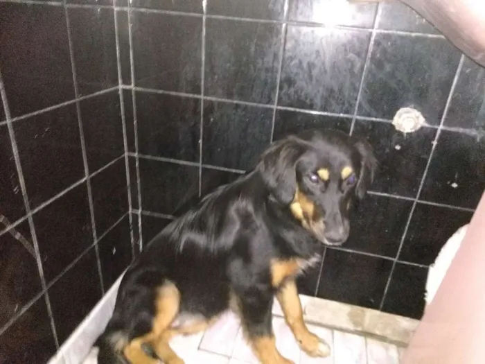 Cachorro ra a SRD idade 7 a 11 meses nome Minerva