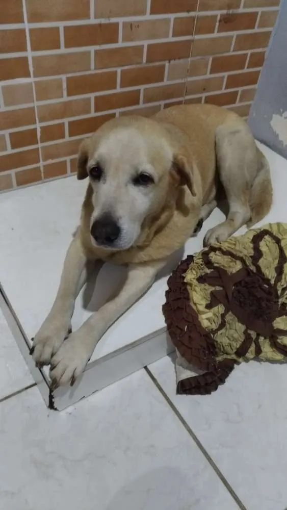Cachorro raça Labrador idade 6 ou mais anos nome Bolota