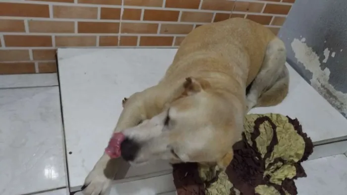 Cachorro raça Labrador idade 6 ou mais anos nome Bolota