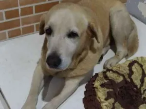 Cachorro raça Labrador idade 6 ou mais anos nome Bolota
