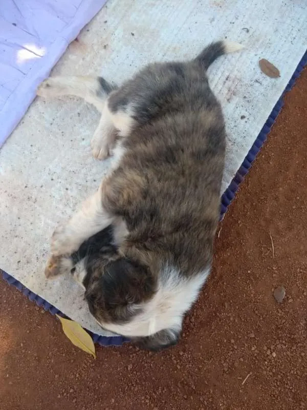 Cachorro raça indefinida idade Abaixo de 2 meses nome Bandit