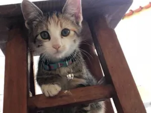 Gato raça Vira-lata  idade 2 a 6 meses nome Sophia 