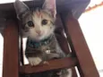 Sophia