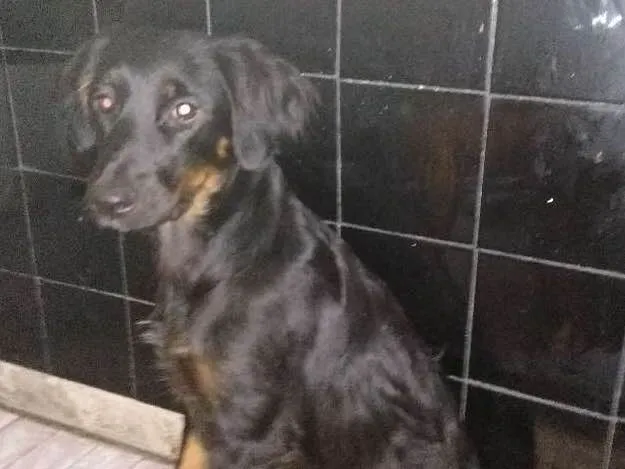 Cachorro ra a SRD idade 1 ano nome Afrodite