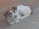 Cachorro raça Bace idade 1 ano nome Juju