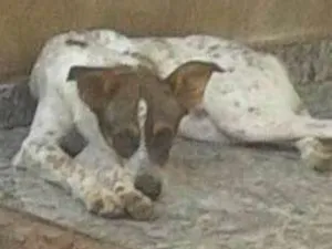 Cachorro raça SRD idade 2 anos nome Lino