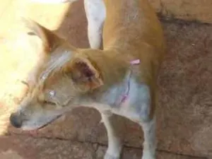 Cachorro raça SRD idade 2 anos nome Bolinha