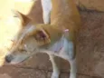 Bolinha