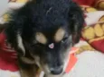 Belinha