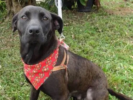 Cachorro ra a SRD idade 1 ano nome Manu