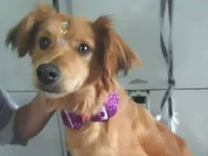Cachorro raça SRD idade 1 ano nome Wendy