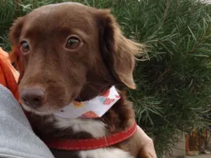 Cachorro raça srd idade 3 anos nome Tutti