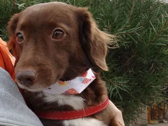 Cachorro ra a srd idade 3 anos nome Tutti