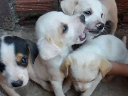 Cachorro raça  idade Abaixo de 2 meses nome Machos