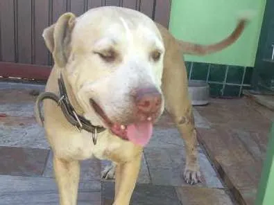 Cachorro ra a Pit-Bull idade 6 ou mais anos nome Sara e Sophia