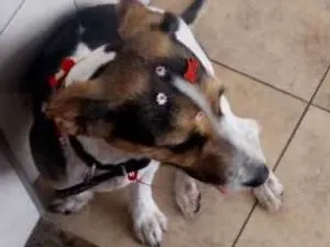 Cachorro raça Fox paulistinha idade 2 anos nome Jhudy