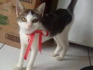 Gato raça vira lata idade 7 a 11 meses nome vitória