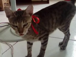 Gato raça vira lata idade 1 ano nome Morango