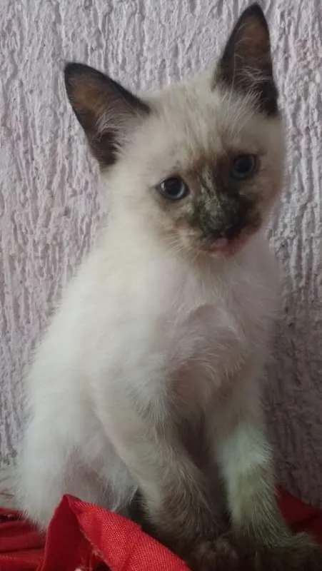 Gato ra a srd idade 2 a 6 meses nome Felícia