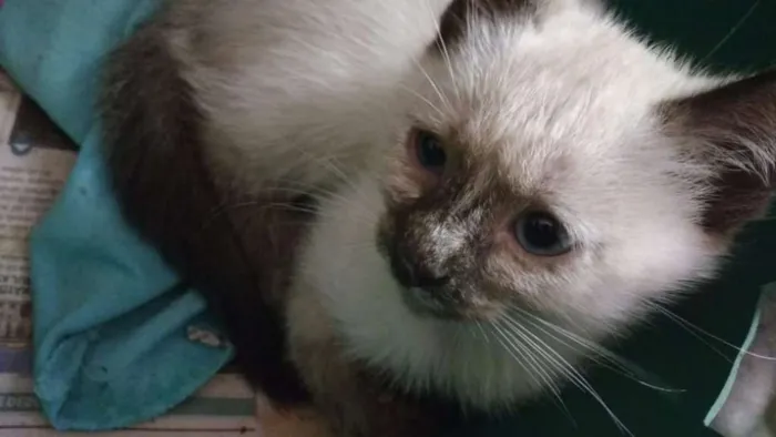 Gato ra a srd idade 2 a 6 meses nome Felícia