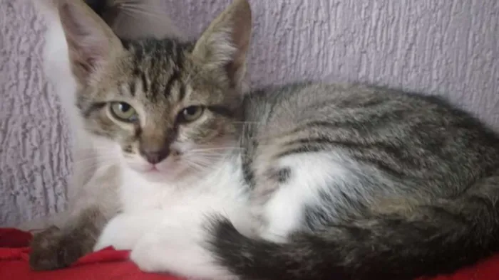 Gato ra a srd idade 2 a 6 meses nome Gege