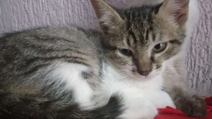 Gato ra a srd idade 2 a 6 meses nome Gege