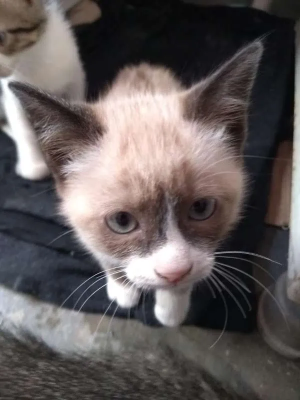 Gato ra a srd idade 2 a 6 meses nome Luísa