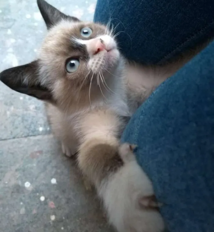 Gato ra a srd idade 2 a 6 meses nome Luísa