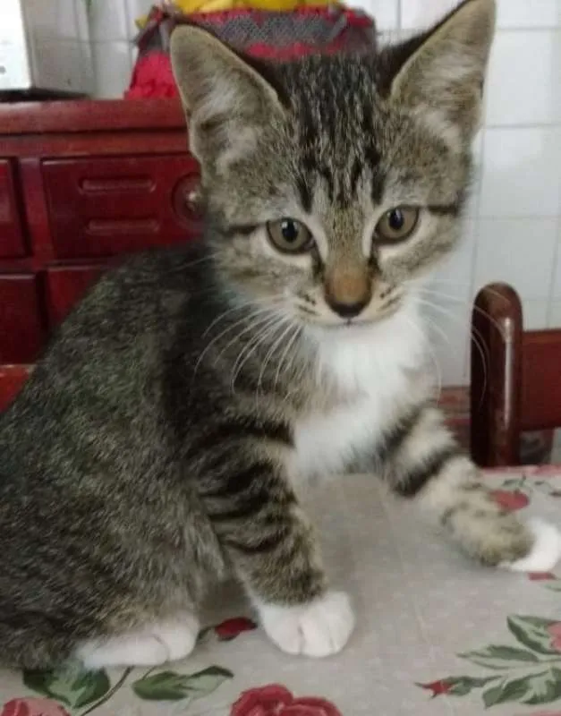 Gato ra a srd idade  nome Mariana