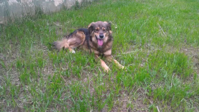 Cachorro ra a SRD idade 2 anos nome Lina