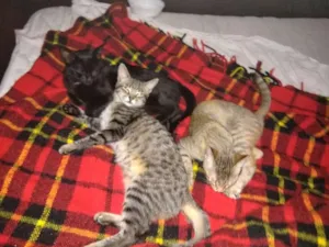 Gato raça SRD idade 2 a 6 meses nome Billy