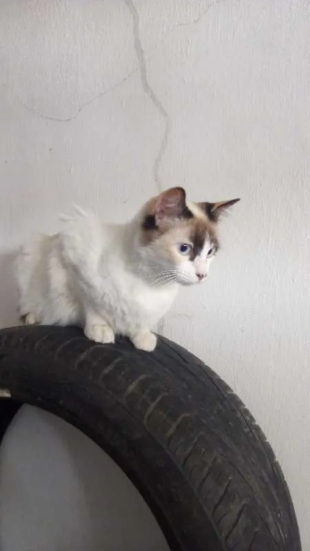 Gato ra a srd idade 2 a 6 meses nome dorinha