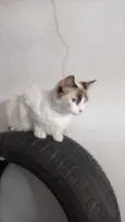 dorinha