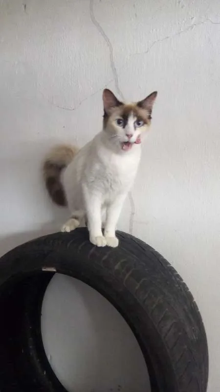 Gato ra a srd idade 2 a 6 meses nome dorinha