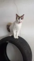 dorinha