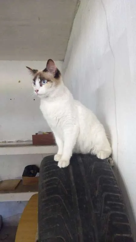 Gato ra a srd idade 2 a 6 meses nome dorinha