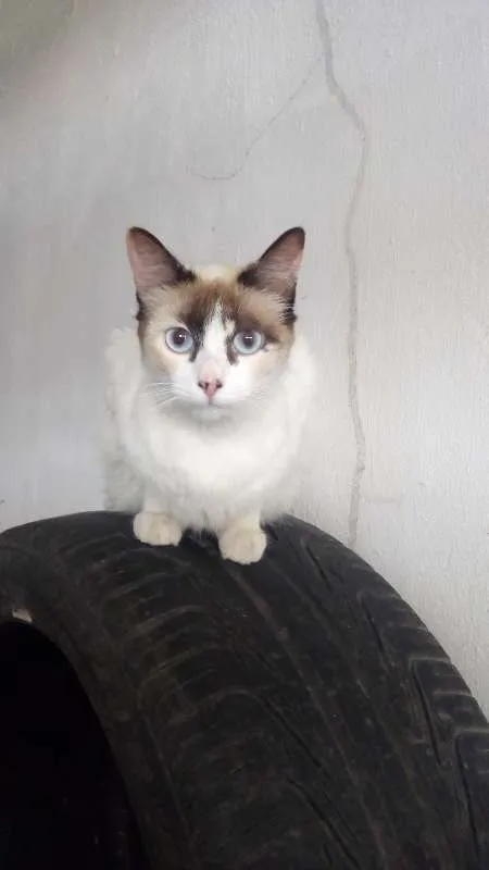 Gato ra a srd idade 2 a 6 meses nome dorinha