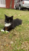 bubu