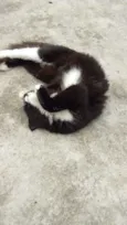 bubu