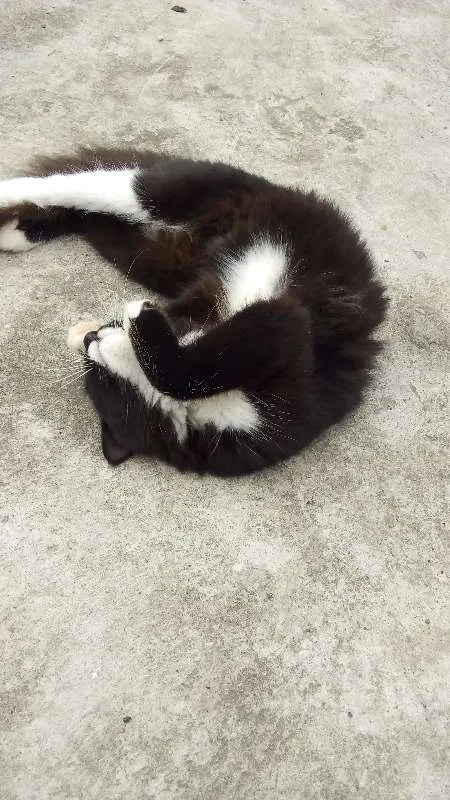 Gato ra a srd idade 2 a 6 meses nome bubu