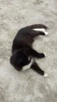 bubu