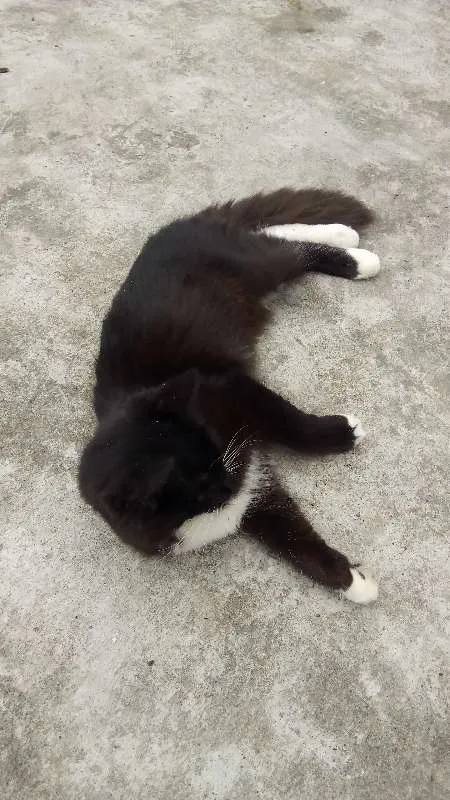 Gato ra a srd idade 2 a 6 meses nome bubu