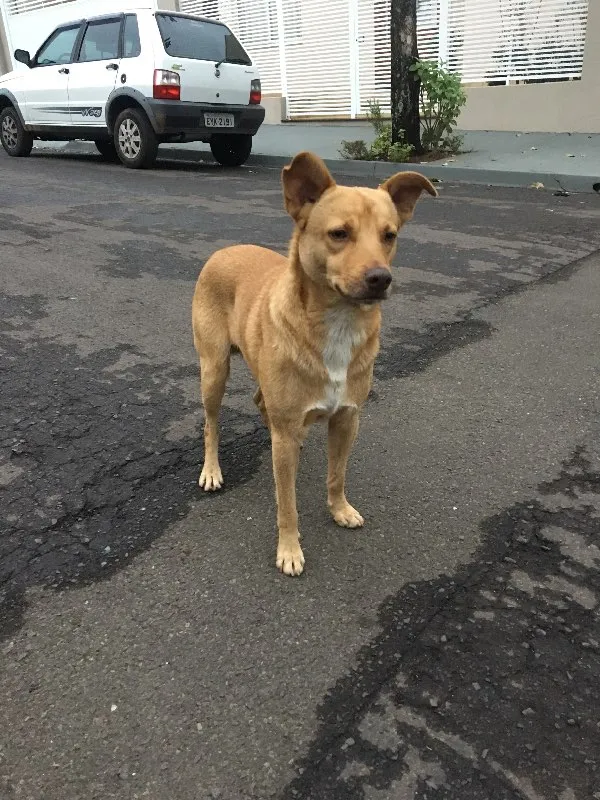 Cachorro ra a SRD idade 1 ano nome Nemo