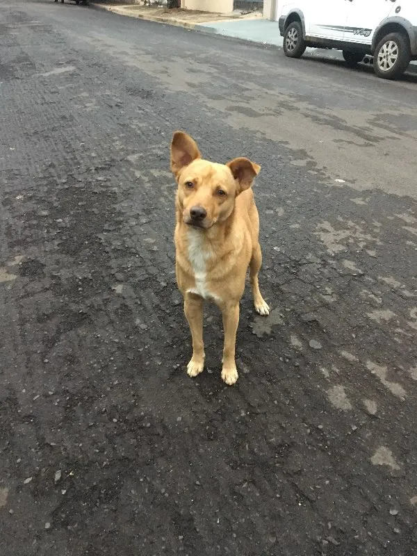 Cachorro ra a SRD idade 1 ano nome Nemo